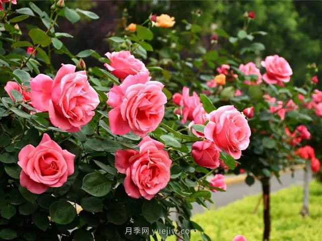 樹(shù)狀月季維護：這幾個(gè)問(wèn)題太要害(圖1)