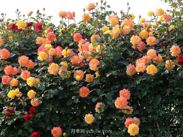 如何修剪月季？月季簡(jiǎn)易修剪辦法(圖1)