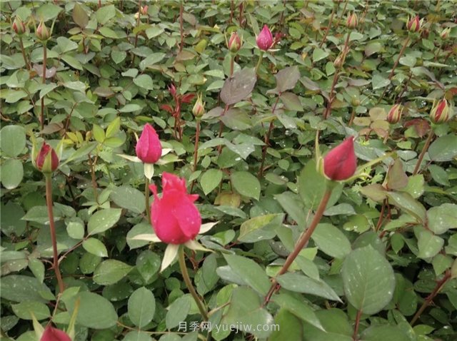 月季扦插發(fā)芽要掐掉嗎？(圖1)