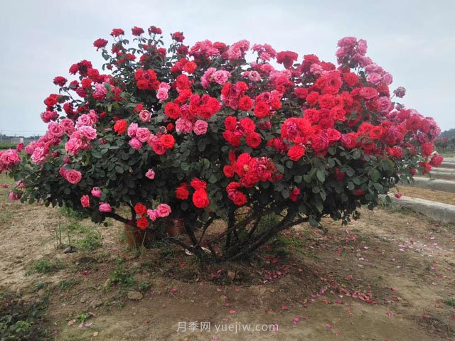 樹(shù)樁月季養護，這4個(gè)問(wèn)題要注意(圖1)