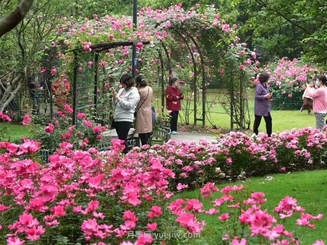 夏天月季花要虐著(zhù)養，才能催花爆筍快(圖1)