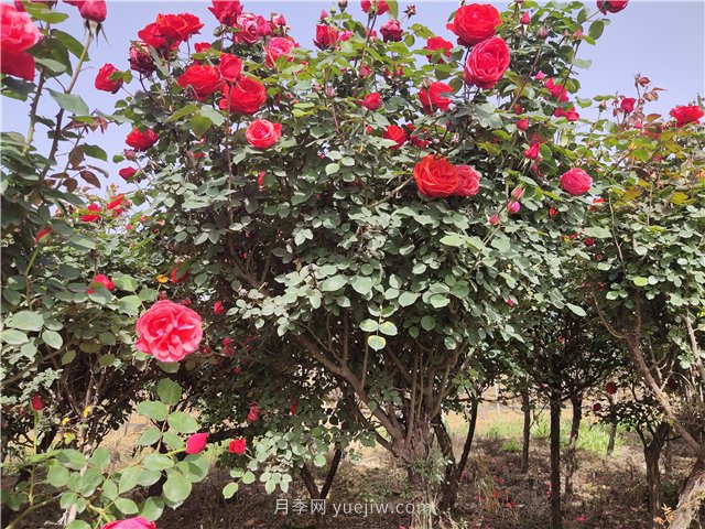 樹(shù)狀月季從有花苞到開(kāi)花需要多久？(圖1)