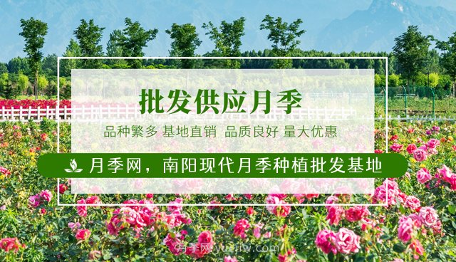 月季必知的養護管理基本條件(圖3)