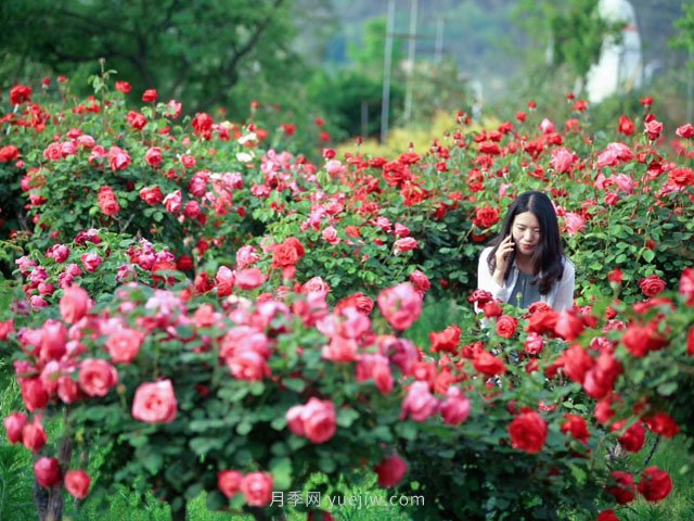 花卉旅游，“花為媒”帶動(dòng)“美麗經(jīng)濟”升級(圖1)