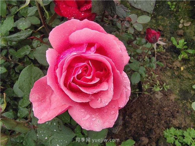 春夏秋冬月季種植指南，月季什么時(shí)候種植***好對比(圖1)