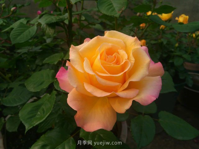 月季有哪些優(yōu)良品種代表？(圖1)
