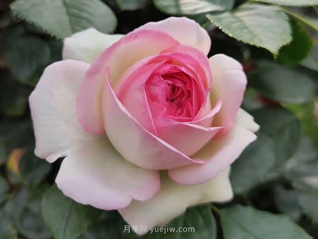 月季花的種類(lèi)非常多，哪一種月季花好養活？推薦5個(gè)品種(圖2)