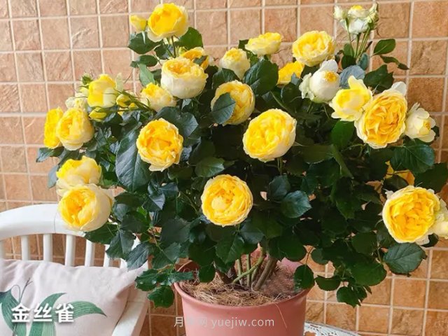 月季花的種類(lèi)非常多，哪一種月季花好養活？推薦5個(gè)品種(圖3)