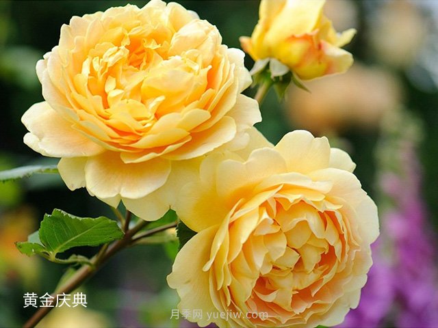 月季花的品種非常多，哪一款月季香味***香？推薦5個(gè)品種(圖5)