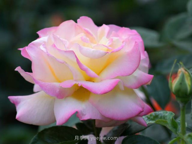 6種花卉入手有“黃金時(shí)間”，別選錯(圖1)