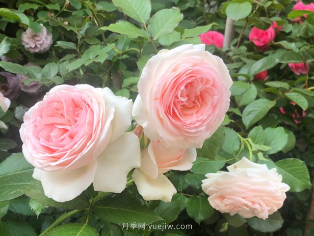 有沒(méi)有月季大神，集齊這10種顏色的月季花(圖4)