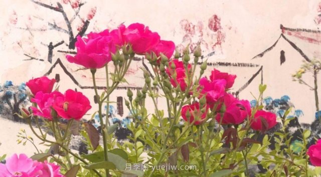 月季花成為海陽(yáng)美麗鄉村的“花草秘籍”(圖1)