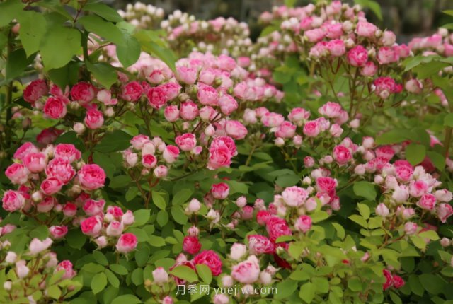 胭脂扣月季，多季開(kāi)花的藤本，花期長(cháng)，單枝條開(kāi)花幾十朵(圖2)