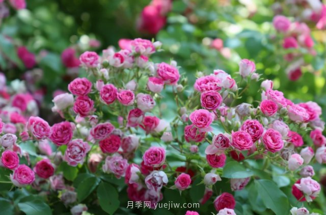 胭脂扣月季，多季開(kāi)花的藤本，花期長(cháng)，單枝條開(kāi)花幾十朵(圖3)