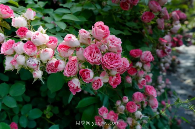 胭脂扣月季，多季開(kāi)花的藤本，花期長(cháng)，單枝條開(kāi)花幾十朵(圖1)