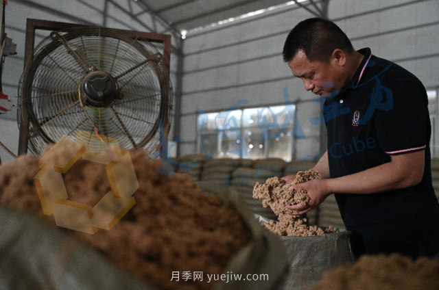 南陽(yáng)新一季艾草成熟了，90后顯現對艾制品購買(mǎi)力(圖1)