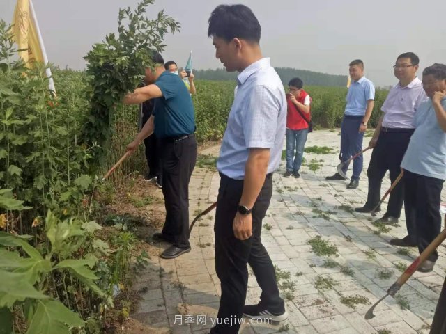 第二屆道地“南陽(yáng)艾”采收節在社旗縣大馮營(yíng)鎮舉辦(圖3)