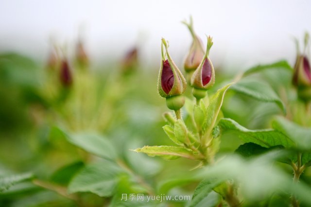 南陽(yáng)臥龍：謝莊鎮玫瑰產(chǎn)業(yè) 特色產(chǎn)品前景闊(圖2)