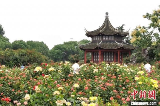 河南南陽(yáng)：一朵月季花撬動(dòng)億元大產(chǎn)業(yè)(圖2)