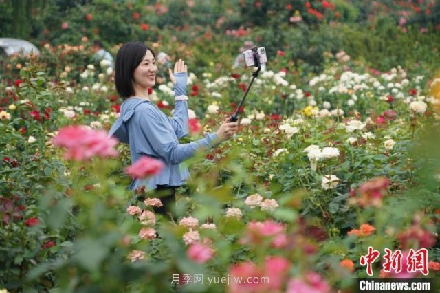 河南南陽(yáng)：一朵月季花撬動(dòng)億元大產(chǎn)業(yè)(圖3)