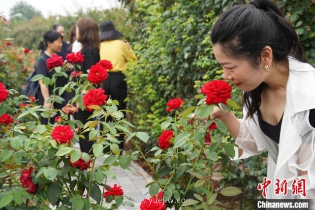 河南南陽(yáng)：一朵月季花撬動(dòng)億元大產(chǎn)業(yè)(圖4)