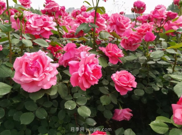 月季追求盛花效果，兩種方法教給你，花苞同時(shí)綻放(圖1)