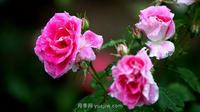 15條月季小知識，對栽培養護有很大的幫助(圖3)