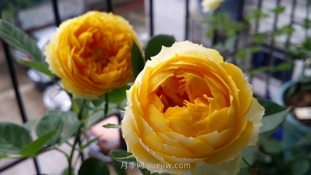 15條月季小知識，對栽培養護有很大的幫助(圖2)