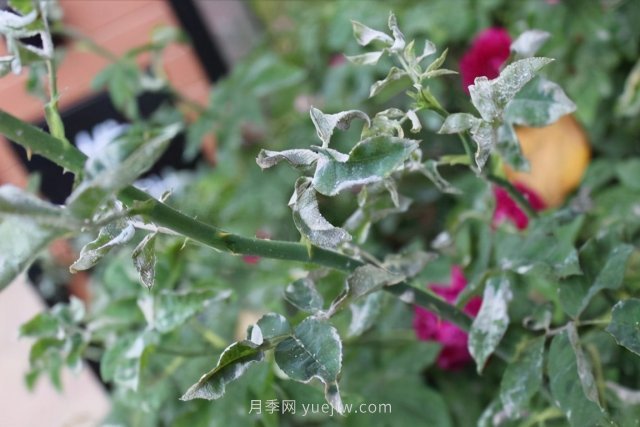 月季白粉??？傷害大不大？防治簡(jiǎn)單，治療困難(圖1)