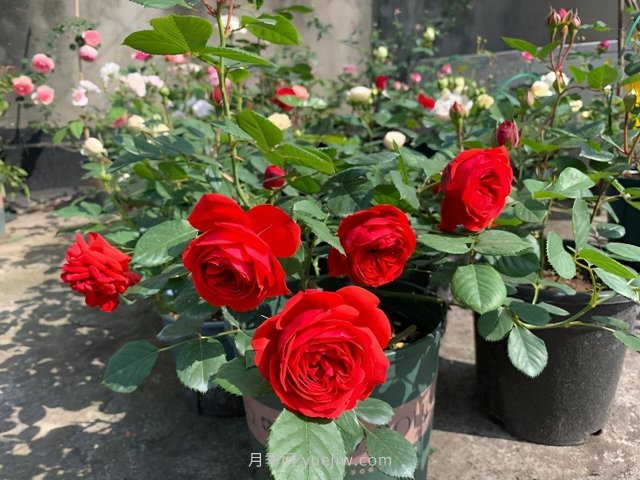推薦夏季高溫耐曬的4種月季，花朵不散還勤花(圖2)