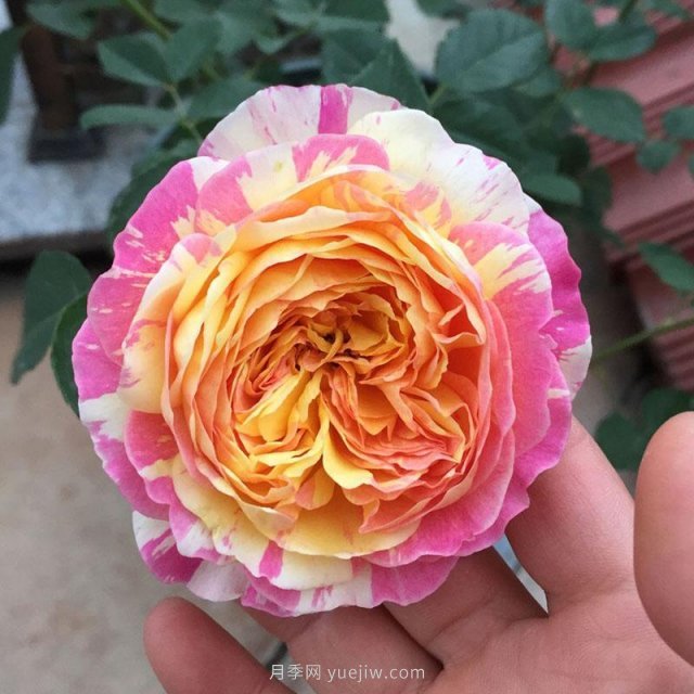 推薦夏季高溫耐曬的4種月季，花朵不散還勤花(圖1)