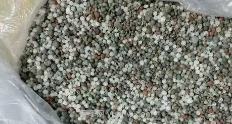復合肥養月季使用方法(圖1)