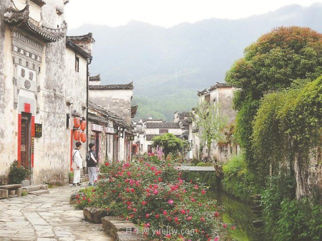 黃山黟縣：月季花開(kāi)(圖1)