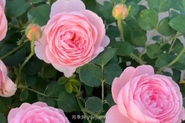 教你養好月季的3大配土大招，花開(kāi)不斷(圖1)