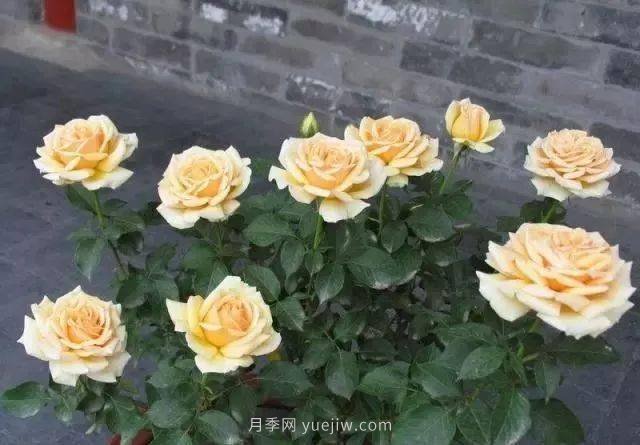 夏天月季養護4大“禁忌”要牢記，一定要注意(圖1)