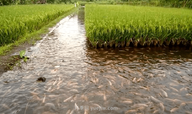 稻田適合養殖什么魚(yú)？漁業(yè)養殖專(zhuān)家是這樣分析的(圖1)