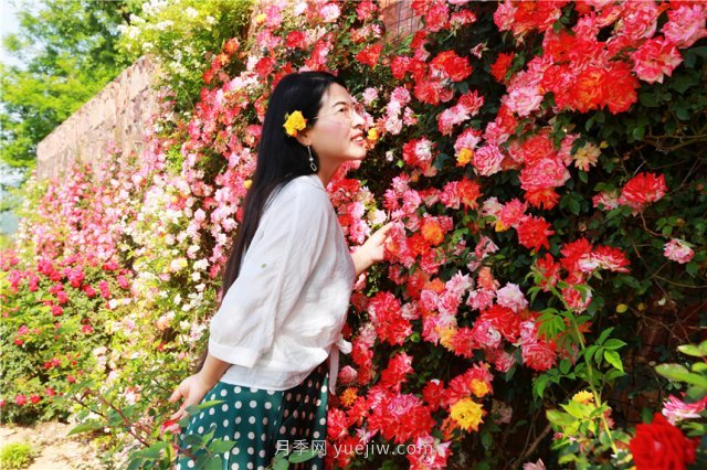 鄭州伏羲山百畝玫瑰花盛放，上萬(wàn)株玫瑰美成了畫(huà)(圖5)