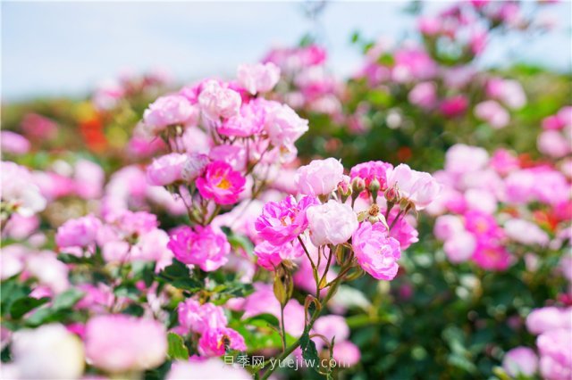 鄭州伏羲山百畝玫瑰花盛放，上萬(wàn)株玫瑰美成了畫(huà)(圖1)