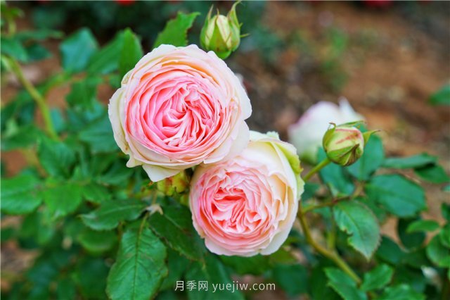 鄭州伏羲山百畝玫瑰花盛放，上萬(wàn)株玫瑰美成了畫(huà)(圖3)