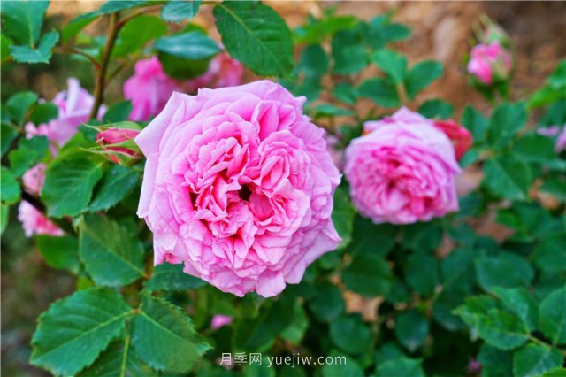 鄭州伏羲山百畝玫瑰花盛放，上萬(wàn)株玫瑰美成了畫(huà)(圖6)