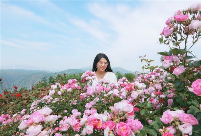 鄭州伏羲山百畝玫瑰花盛放，上萬(wàn)株玫瑰美成了畫(huà)(圖7)