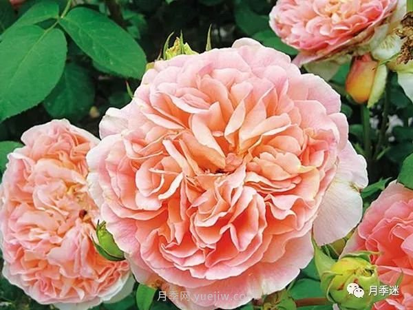 哪些月季耐寒？10大耐寒的藤本月季品種推薦(圖10)