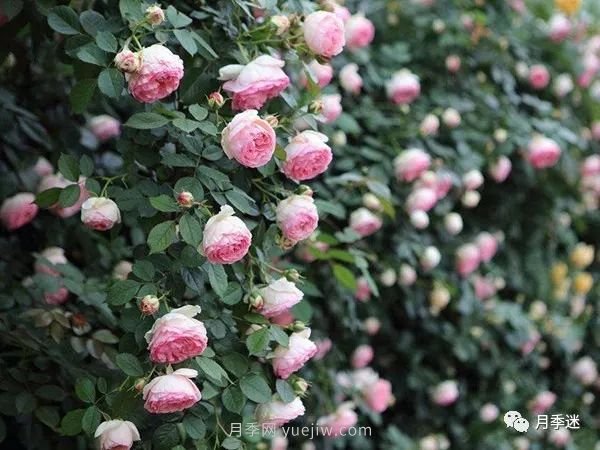 哪些月季耐寒？10大耐寒的藤本月季品種推薦(圖4)