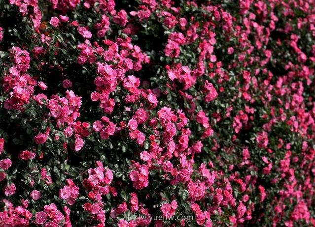 中國原產(chǎn)地，月季花偉大而平凡(圖1)
