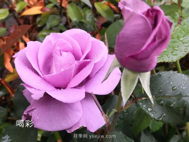 ***難不過(guò)伏天，苗木安全度夏***全攻略！(圖2)