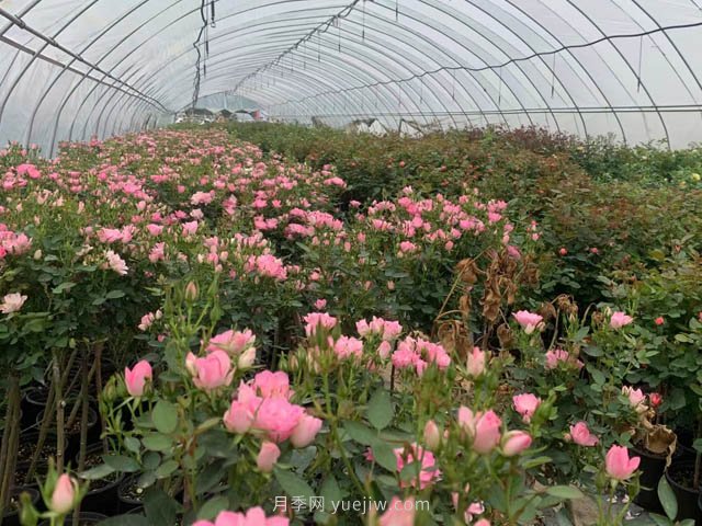 全年12個(gè)月的園林完全手冊，月季苗木種植養護百事通(圖2)