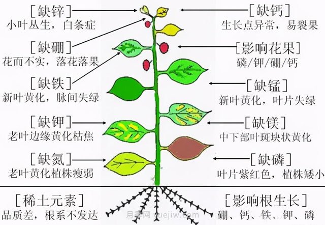 月季植物缺素有哪些現象(圖1)