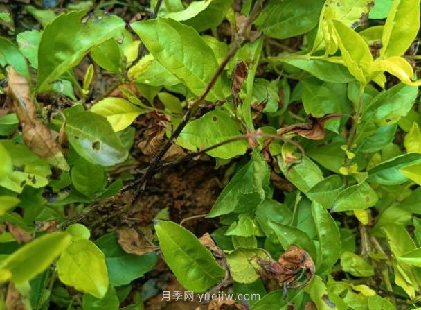 黃金葉發(fā)生褐斑病怎么辦？(圖1)