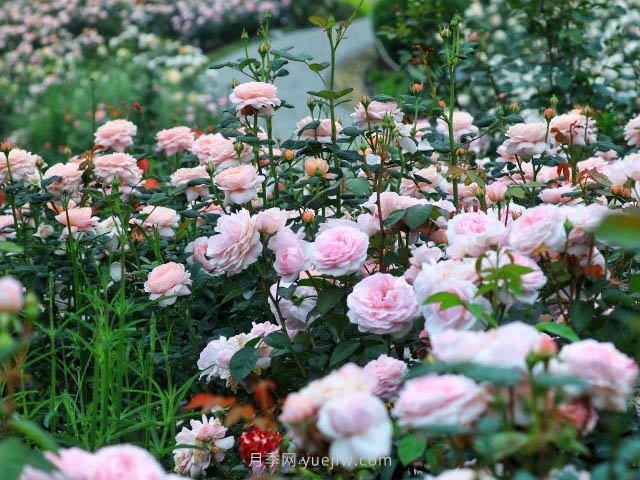 奧斯汀月季園，湖州一個(gè)國內頂級的月季花園(圖1)