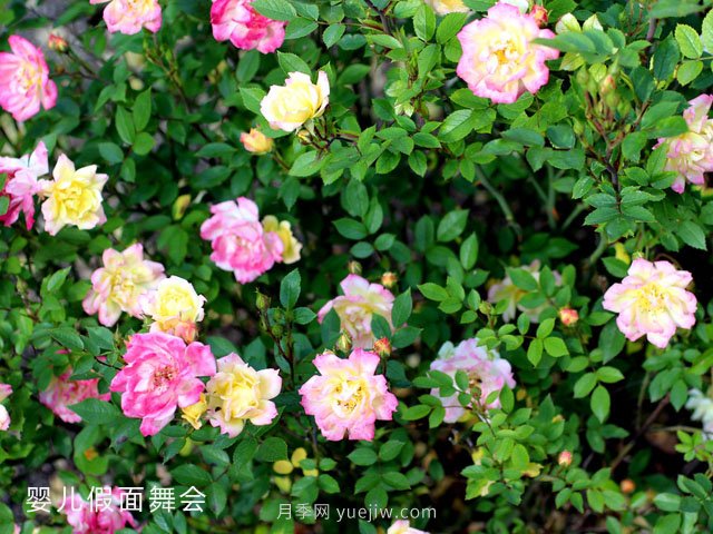 嬰兒假面舞會(huì )月季/小五彩月季(圖1)